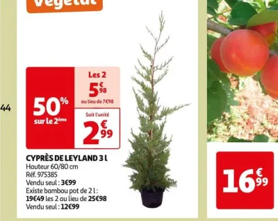 Auchan Hypermarché Voile D'hivernage Gardenstar Offres et Promotions