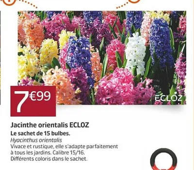 Jardiland Jacinthe orientalis ECLOZ Offres et Promotions