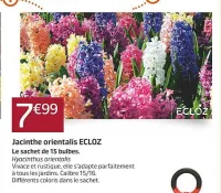 Jardiland Jacinthe orientalis ECLOZ Offres et Promotions