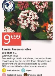 Jardiland Laurier tin en variétés Offres et Promotions