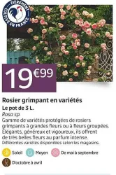 Jardiland Rosier grimpant en variétés Offres et Promotions