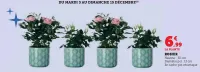 U Express Rosier 30 cm Offres et Promotions