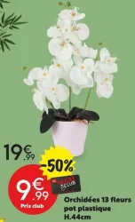 Maxi Bazar Orchidées 13 fleurs pot plastique H.44cm Offres et Promotions