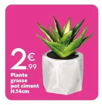 Maxi Bazar Plante grasse pot ciment H.14cm Offres et Promotions