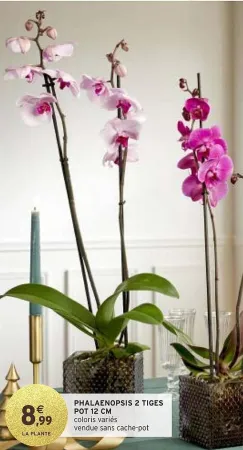 Intermarché Phalaenopsis 2 tiges 12 cm Offres et Promotions