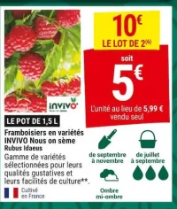 Gamm vert Framboisiers en variétés INVIVO Nous on sème Offres et Promotions